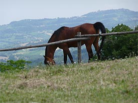 Vrij rondlopende paarden bij vakantiehuizen Marche Italie