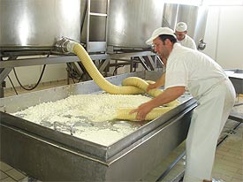 the making of mozzarella cheese in Marche Italy