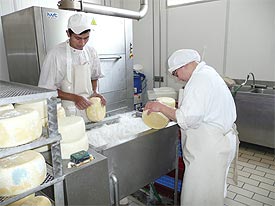 the making of pecorino cheese in Marche Italy