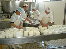 cheesemaker making ricotta in Marche Italy
