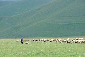 sheep in the sibillini, Italy