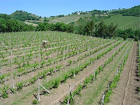 Organic vineyards at Serrapetrona, Italy