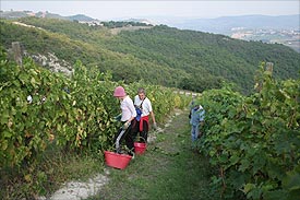 grape harvest Marche Vernaccia of Serrapetrona grape harvest Marche Italy