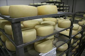 Marche Pecorino cheeses culinary tours, Marche