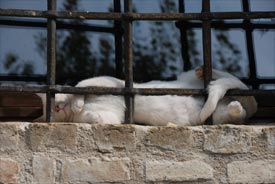 total relax in Marche, Italy sleeping cat in Marche, Italy