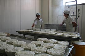 visits to local Pecorino cheese makers Pecorino cheeses Marche, Italy