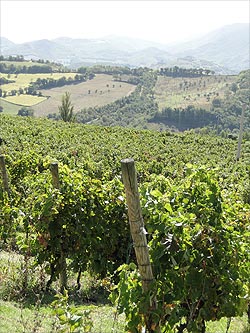 Your guide in Marche, Italy guided tours Marche, Italy