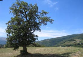 Geinspireerd raken door de omgeving van de Marche Italie vakantiehuizen 