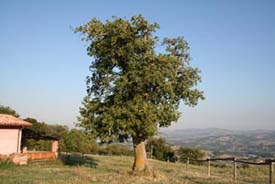 Rustgevend natuurschoon omringd het vakantiehuis Italie 