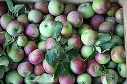 Frutta biologica