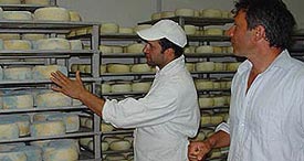 guided visits to Pecorino cheese maker in Italy, Marche