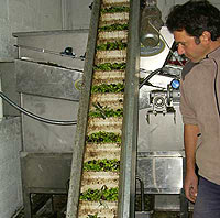 Organic Olives Oil Marche