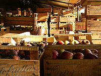 Organic Apples Marche Italy