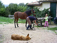 Horses Marche Italy