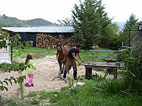 Organic Countryhouse Horses Marche Italy