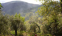Organic Olives Oil Marche Italy