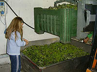 Countryhouse Organic Olives Oil Marche Italy