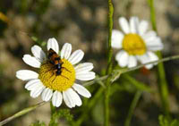 Bio Organic Countryhouse Marche Italy
