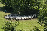 Organic Farm Countryhose Marche Italy