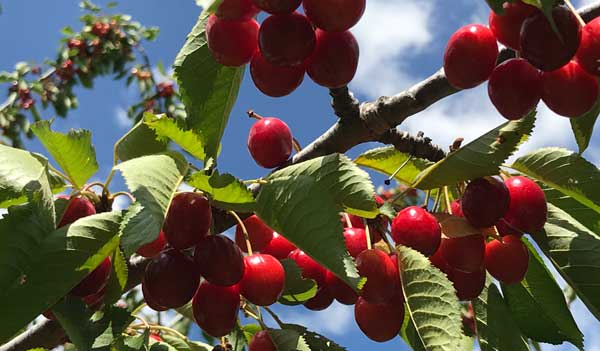 our organic cherries