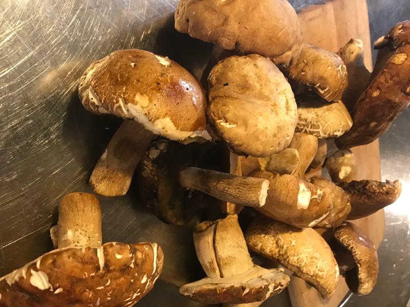 Funghi porcini