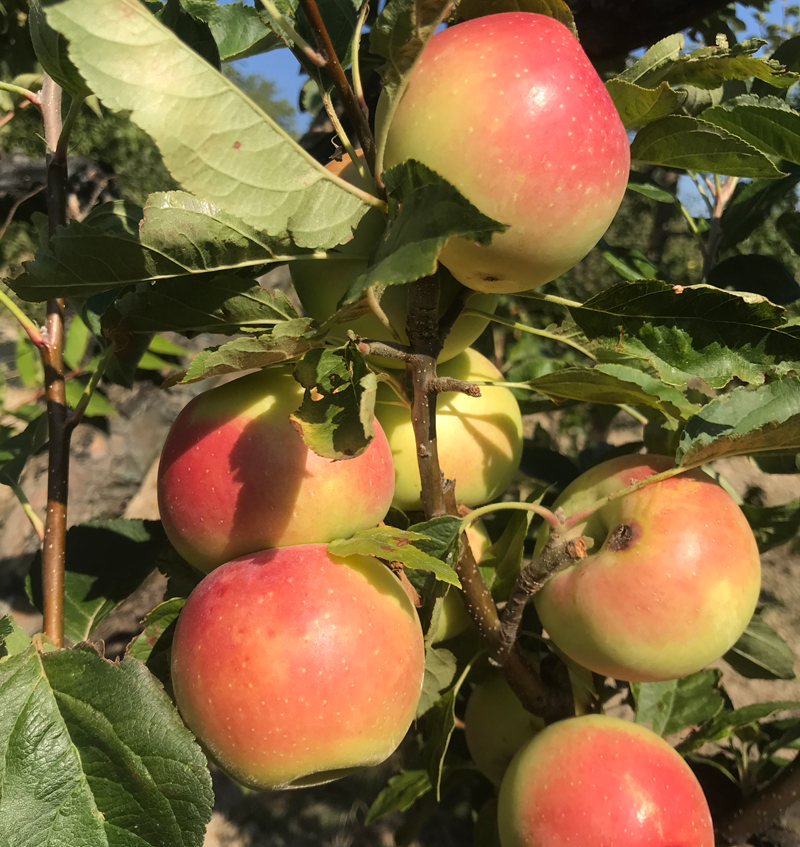 La mela rosa gentile dei Sibillini