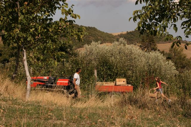 Summer holiday in Marche