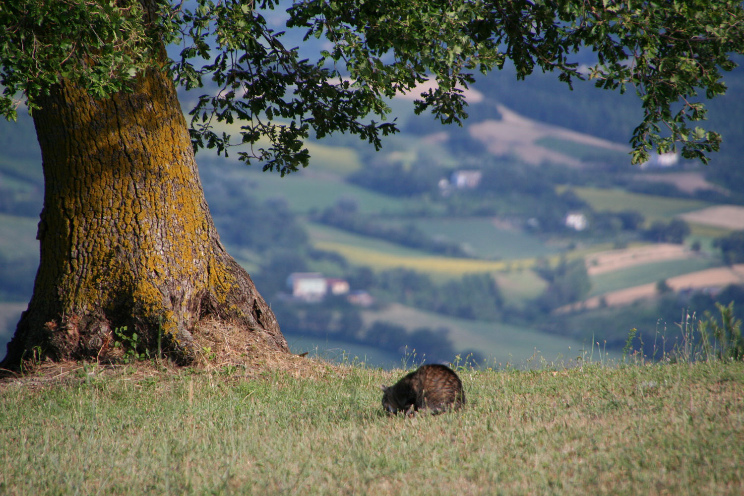 Yogaclasses in Marche Italy