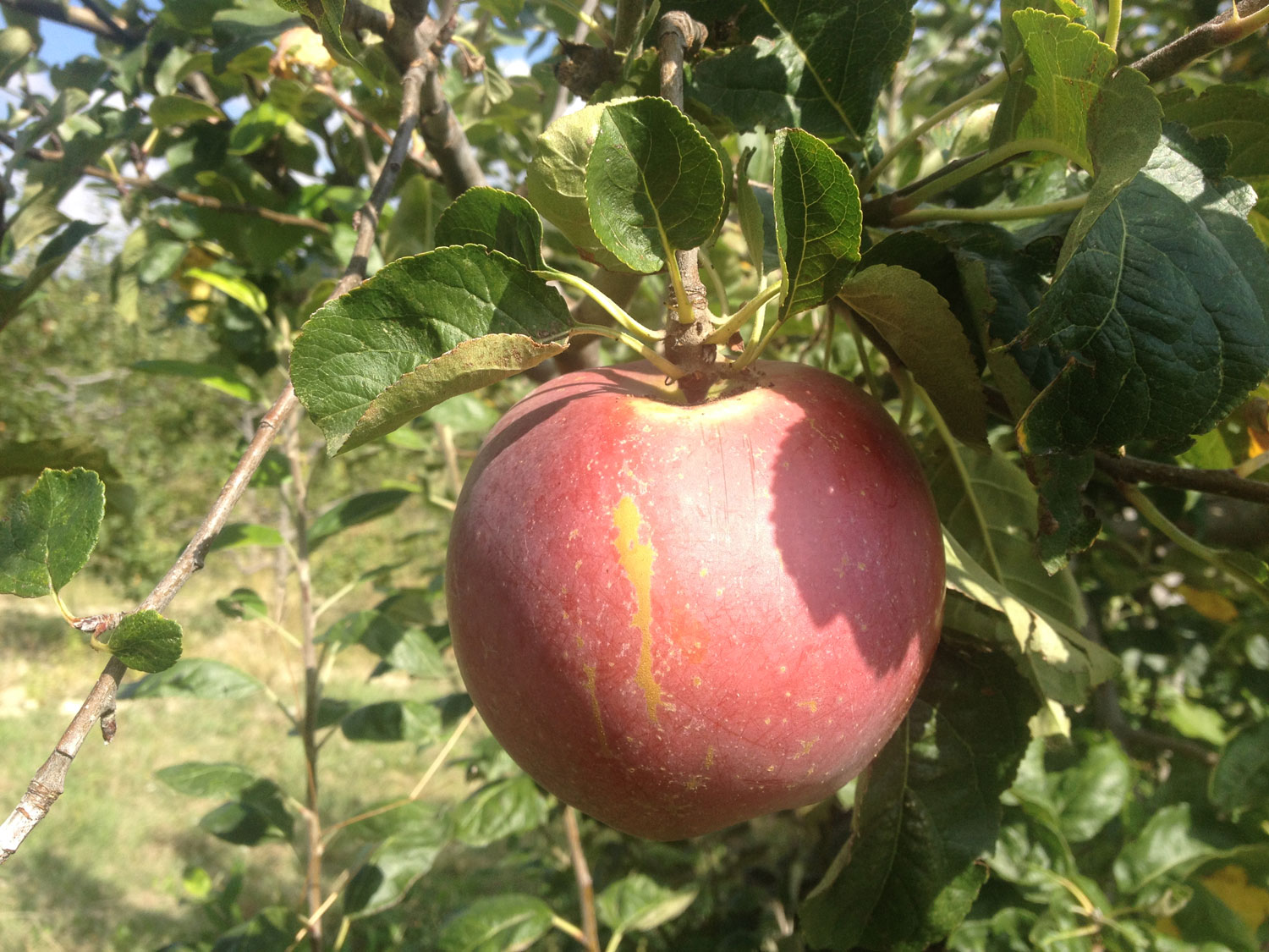 Mele rosa coltivazione biologica